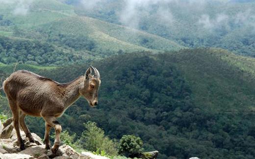 Western Ghat 1